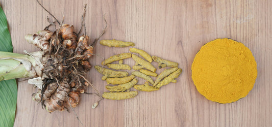 Racine de curcuma fraîche, tranches et poudre