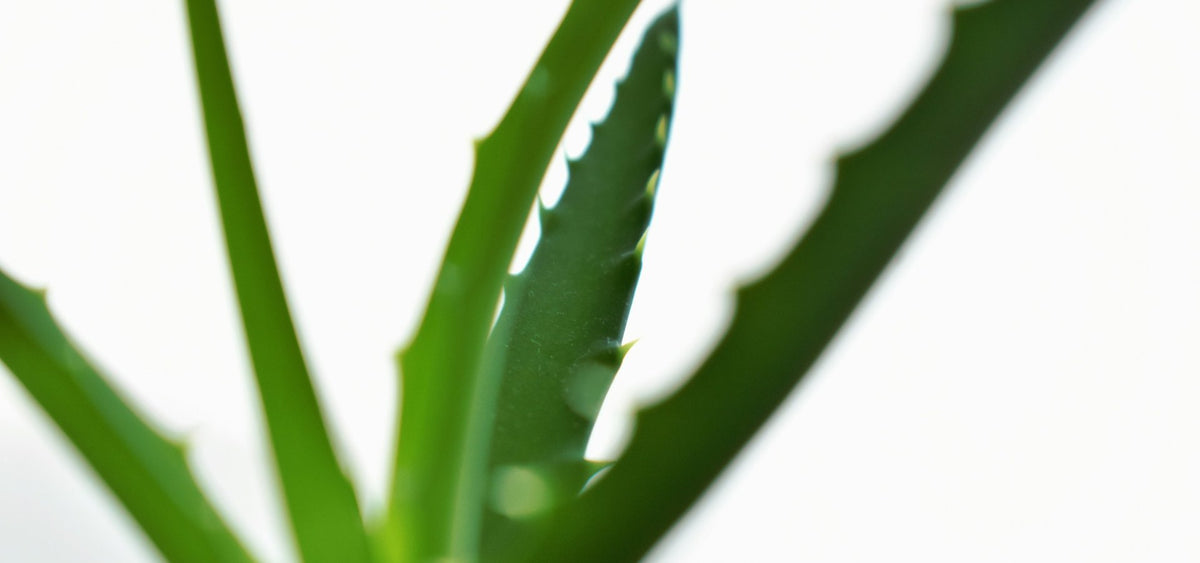Feuilles d aloe vera sur fond clair