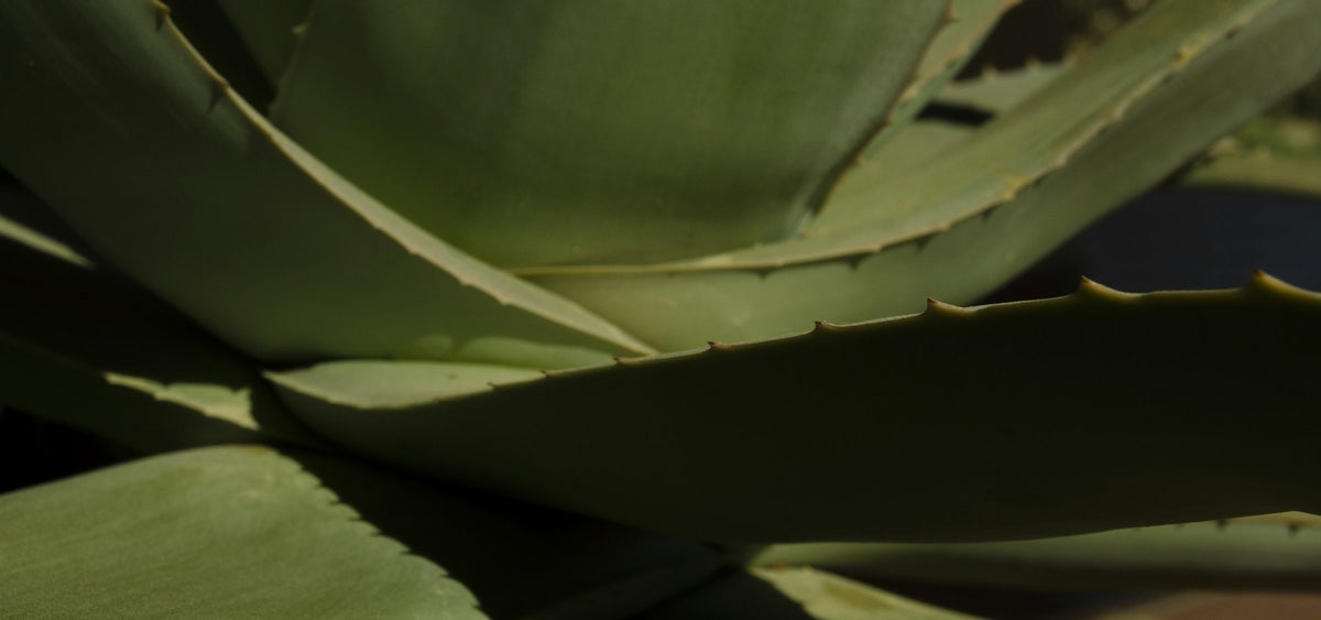 Feuilles d aloe vera en gros plan